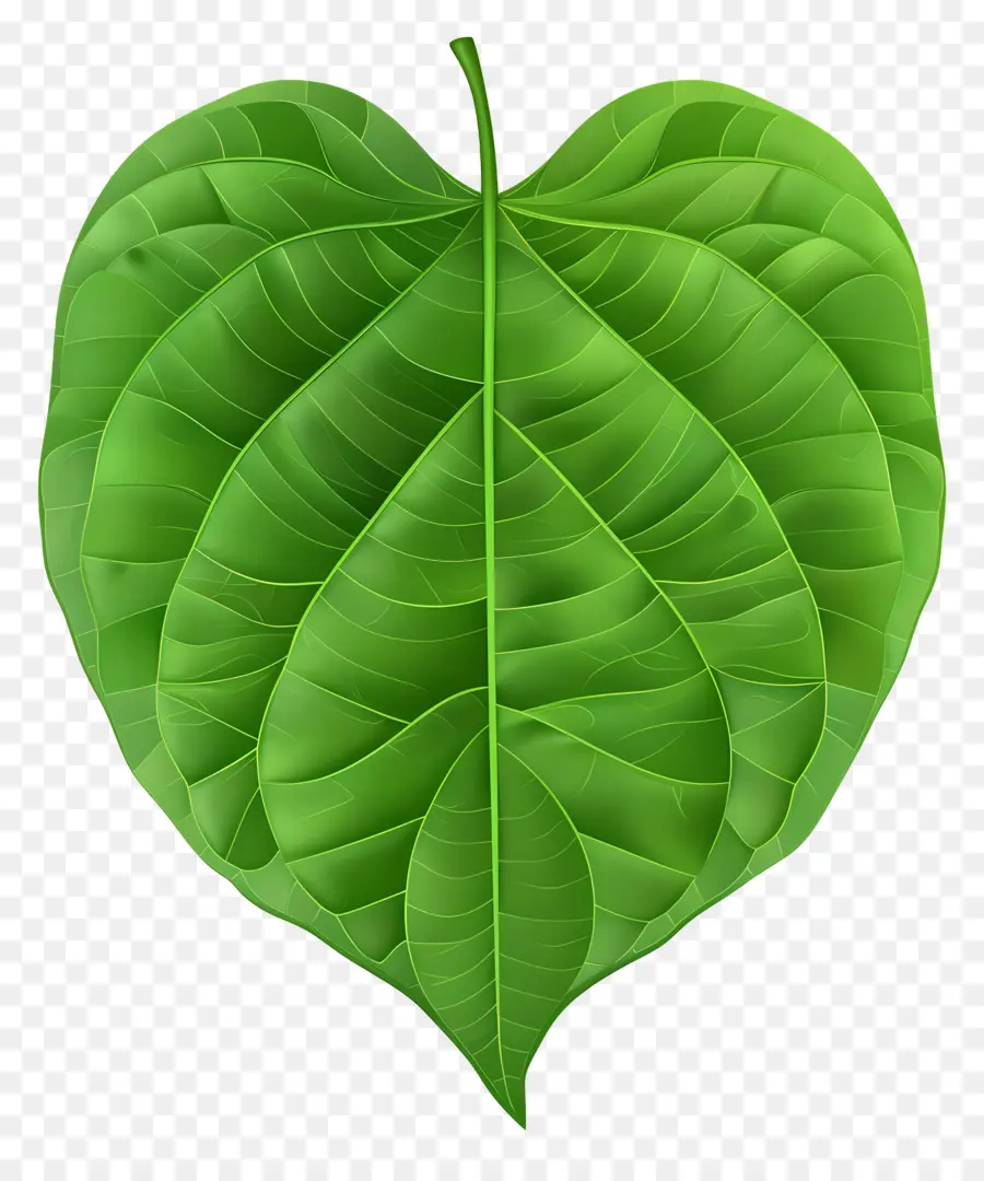 Hoja De árbol De Bodhi，Verde Hoja PNG