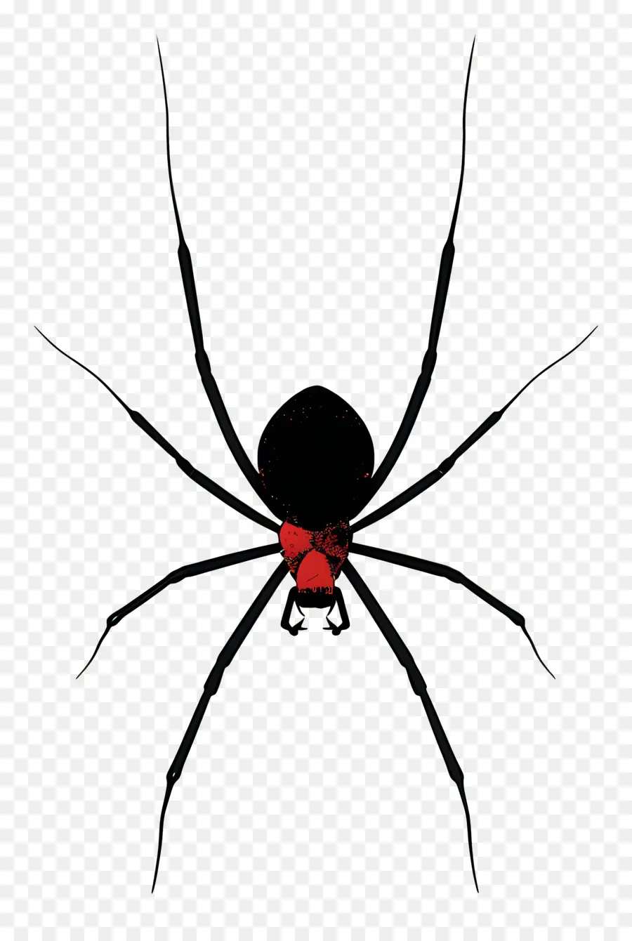 Araña，Araña Negra PNG