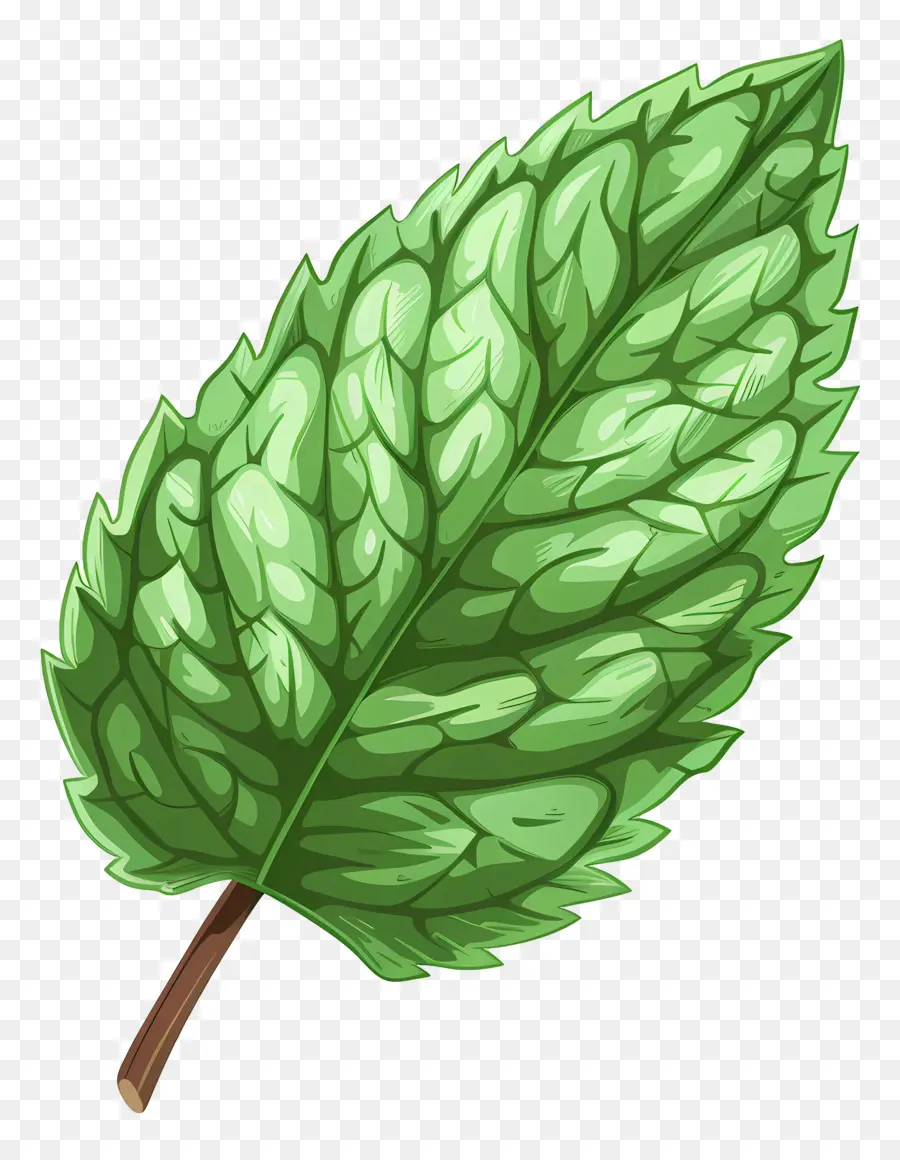 Hoja De Menta，Hojas De Menta PNG