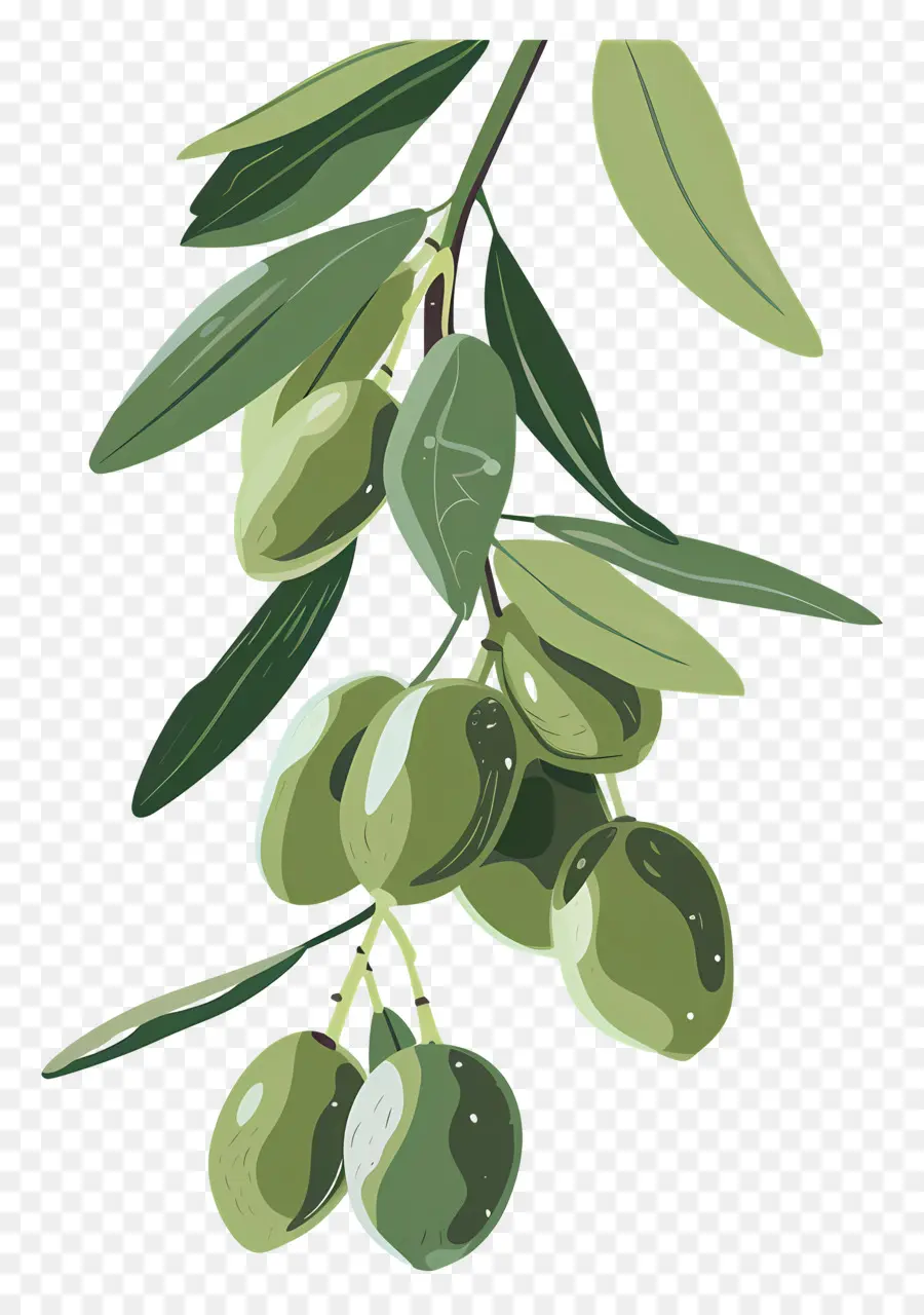 De Oliva，Aceitunas Verdes PNG