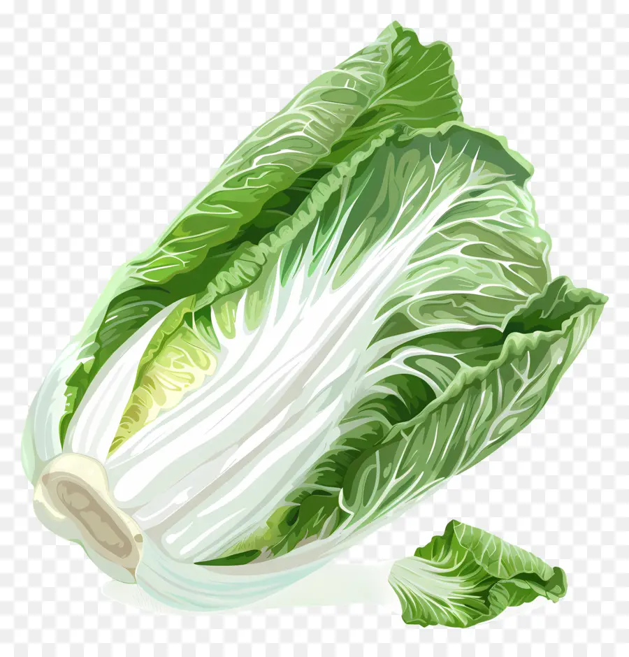 Repollo Chino，Bok Choy PNG