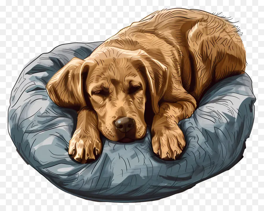 La Cama Del Perro，Perro PNG