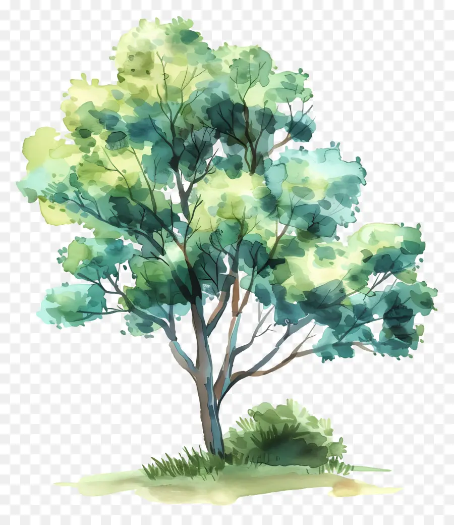 Árbol，Pintura A La Acuarela PNG