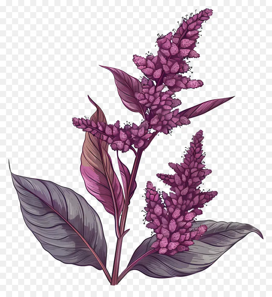 El Amaranto，Flor Morada PNG