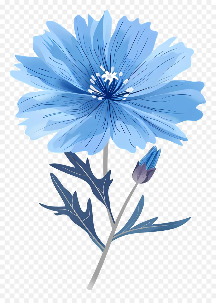 La Achicoria，Flor Azul PNG