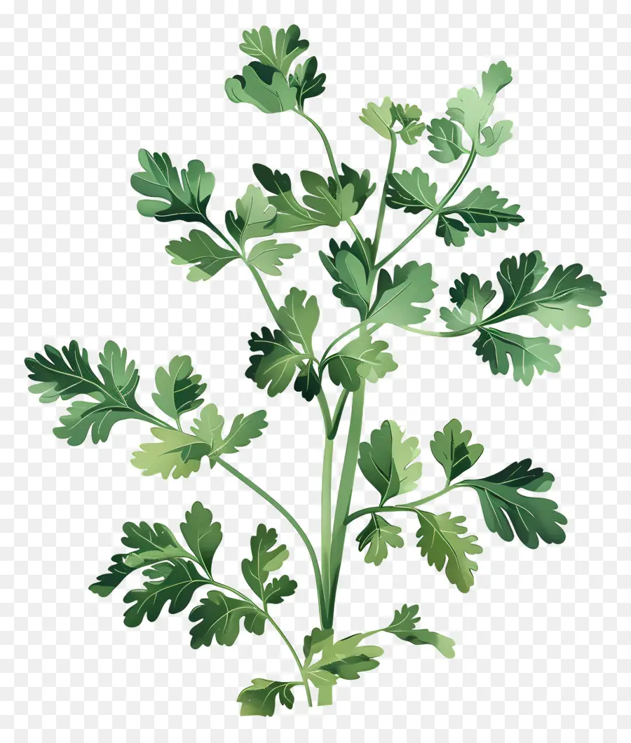 Cilantro，Planta De Perejil PNG