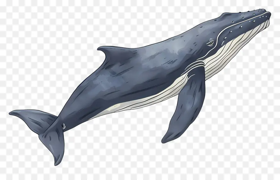 Ballena，Océano PNG