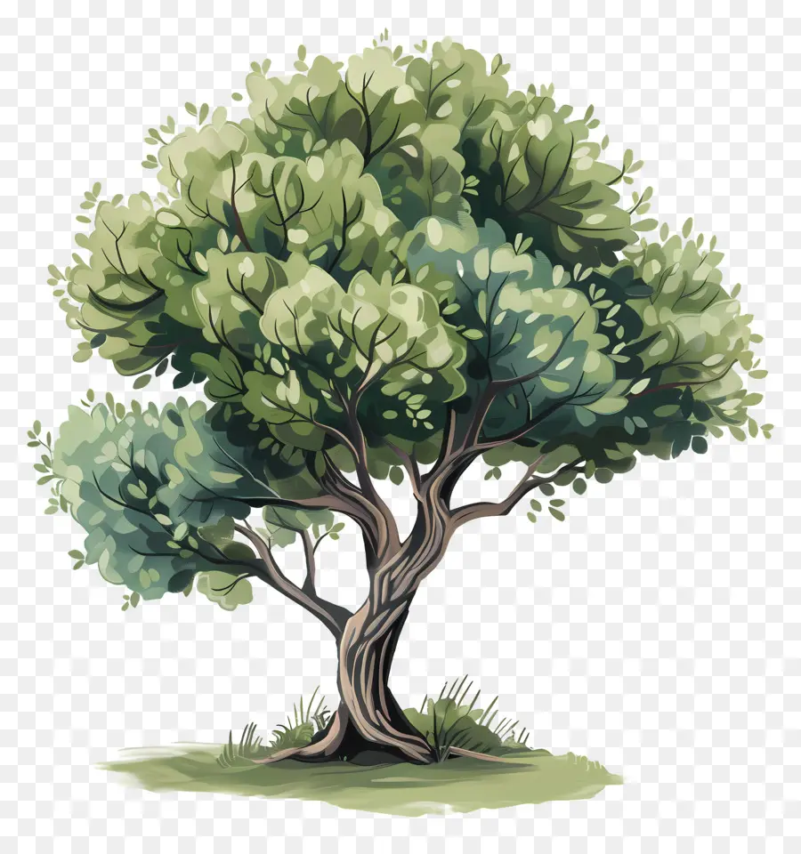 Árbol，árbol Verde PNG