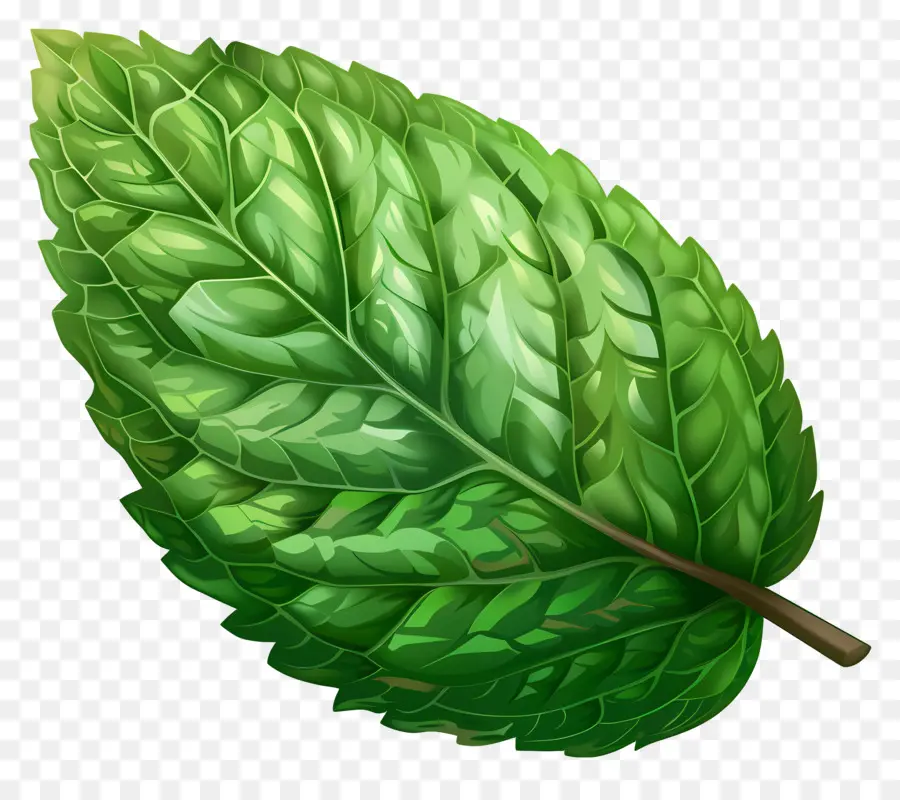 Hoja De Menta，Verde Hoja PNG