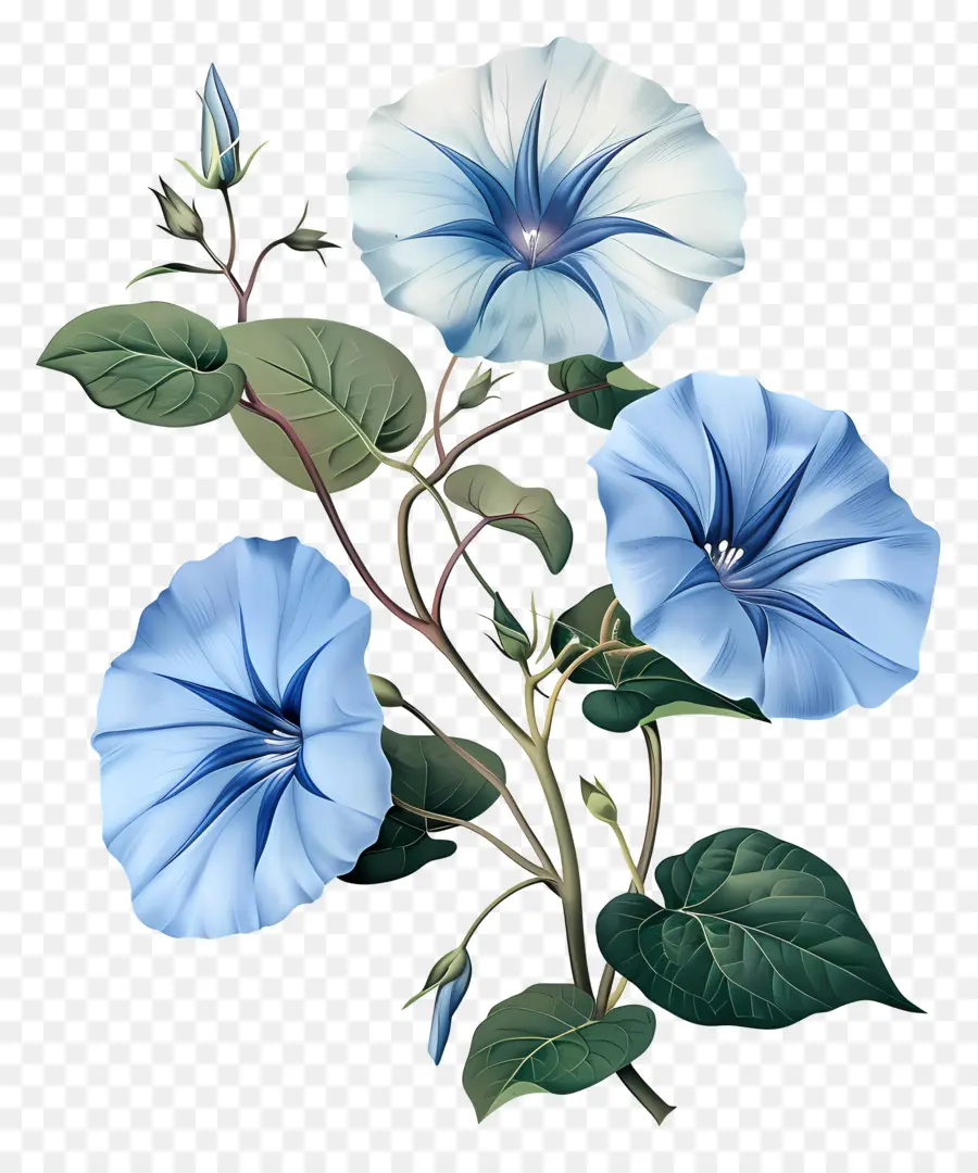 Gloria De La Mañana，Flor Azul PNG