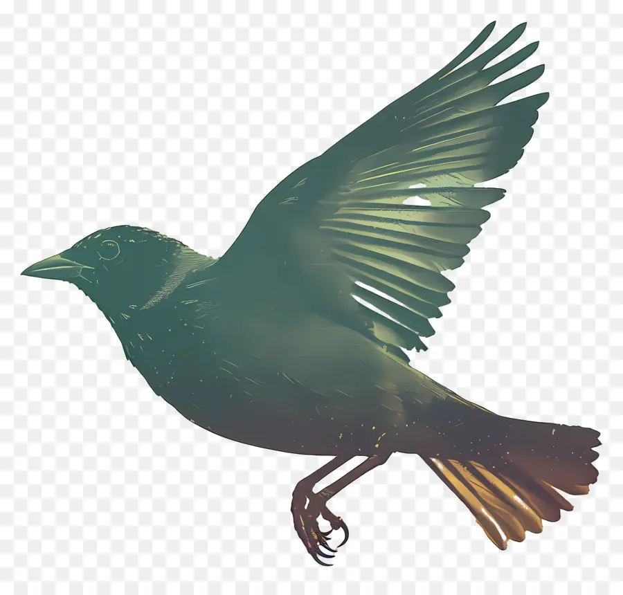 Aves，Volando PNG