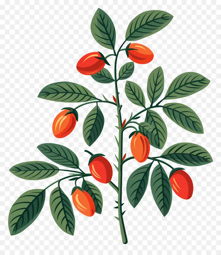 Rosa Mosqueta，Planta De Tomate PNG