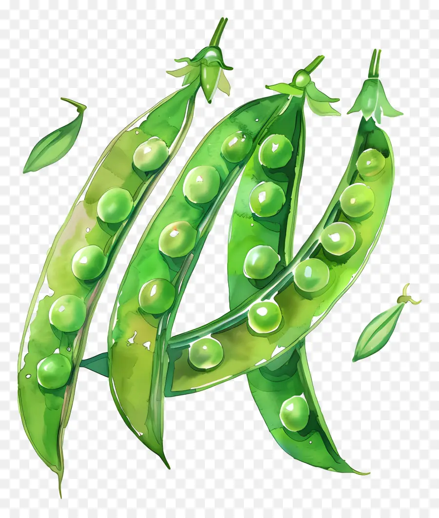 Guisantes，Peas PNG