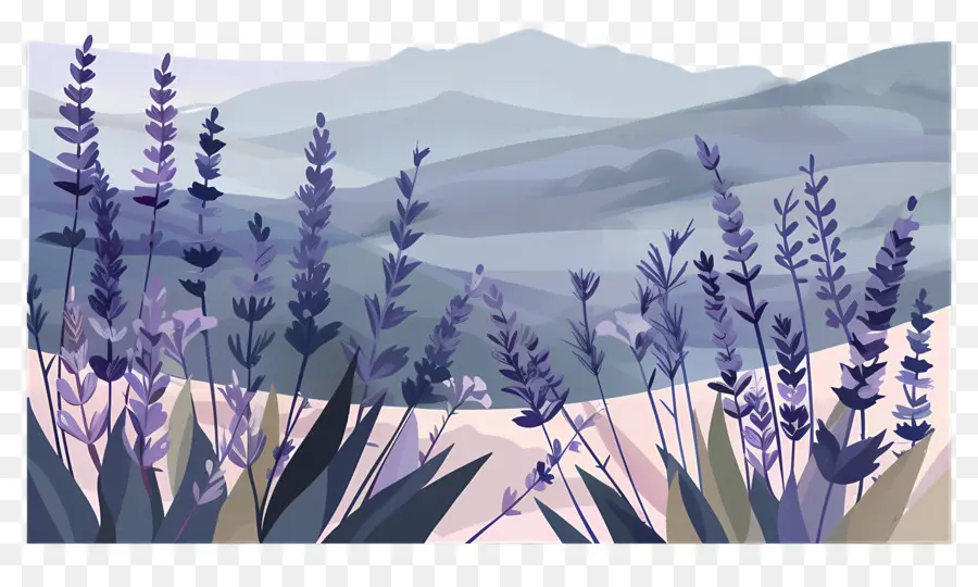 Paisaje De Lavanda，Lavanda Del Campo PNG