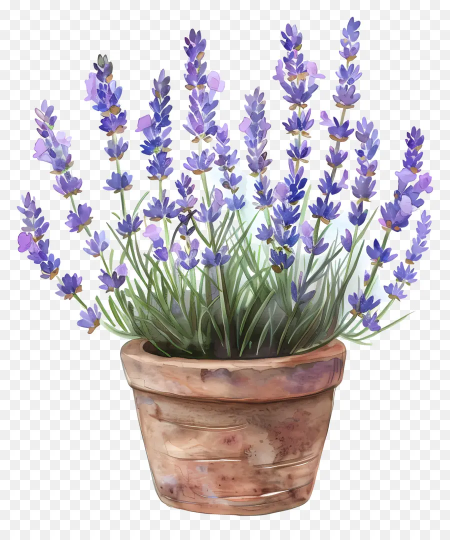 Las Flores De Lavanda，Plantas De Lavanda PNG