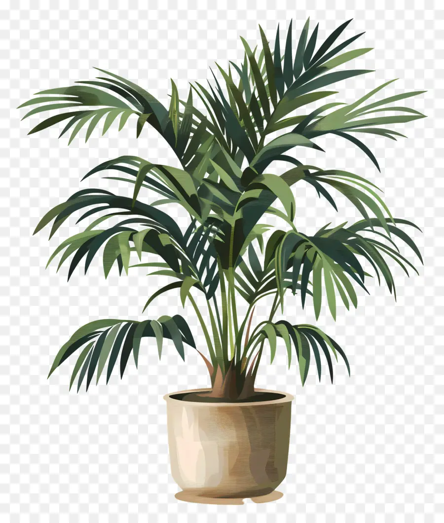 Palmera，Planta De Interior PNG