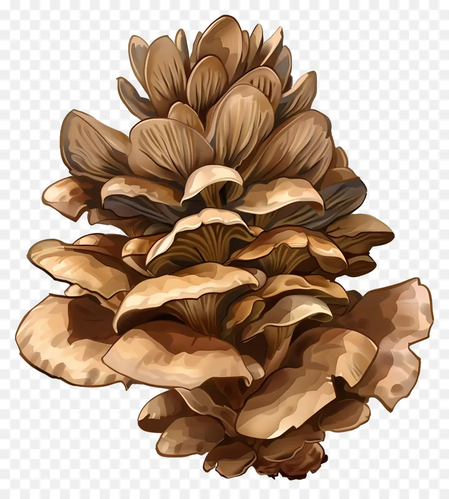 Hongo Maitake，Piña De Pino PNG