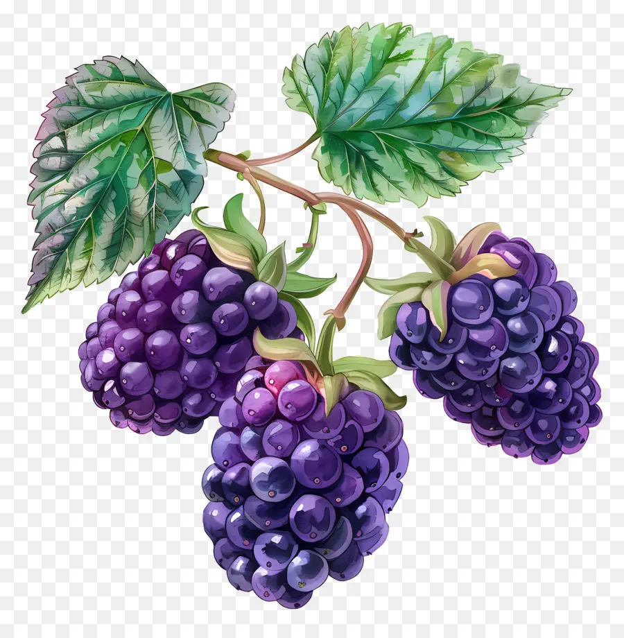 Loganberry，Moras PNG