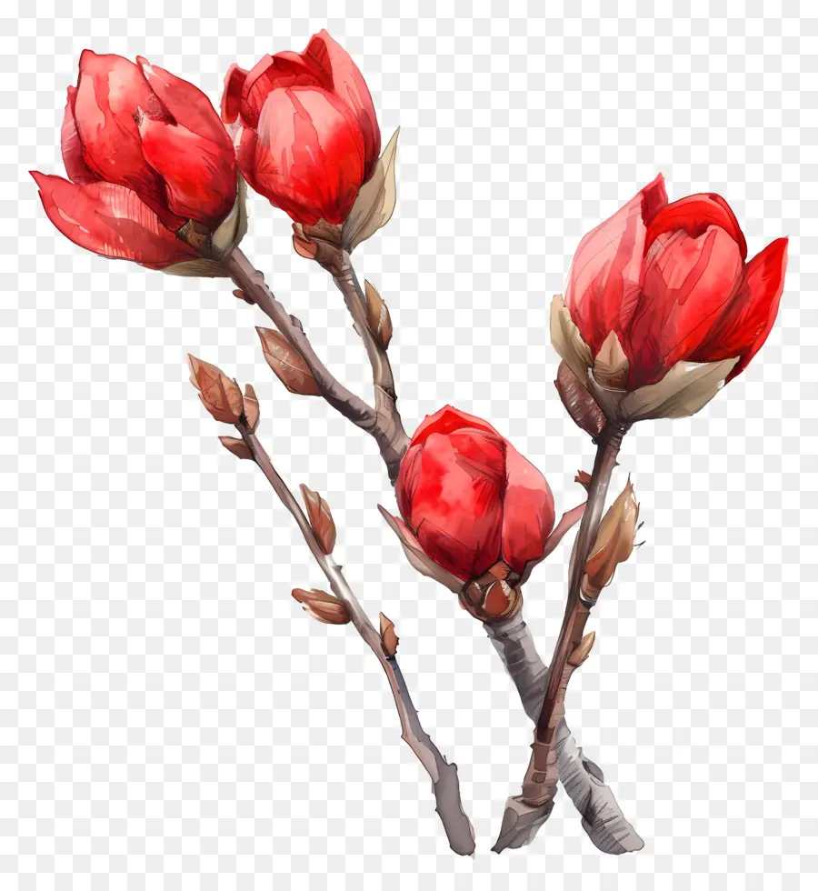 Acuarela De Flores，Las Flores De Color Rojo PNG