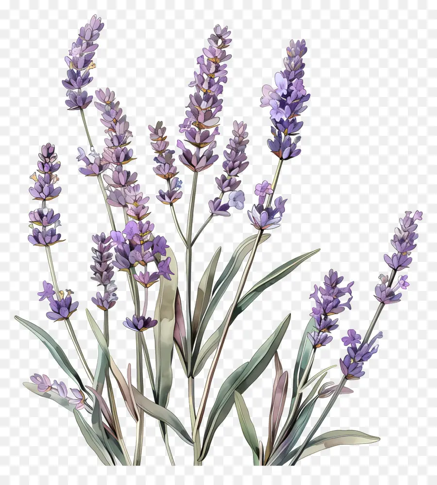 Inglés Lavanda，Lavanda PNG