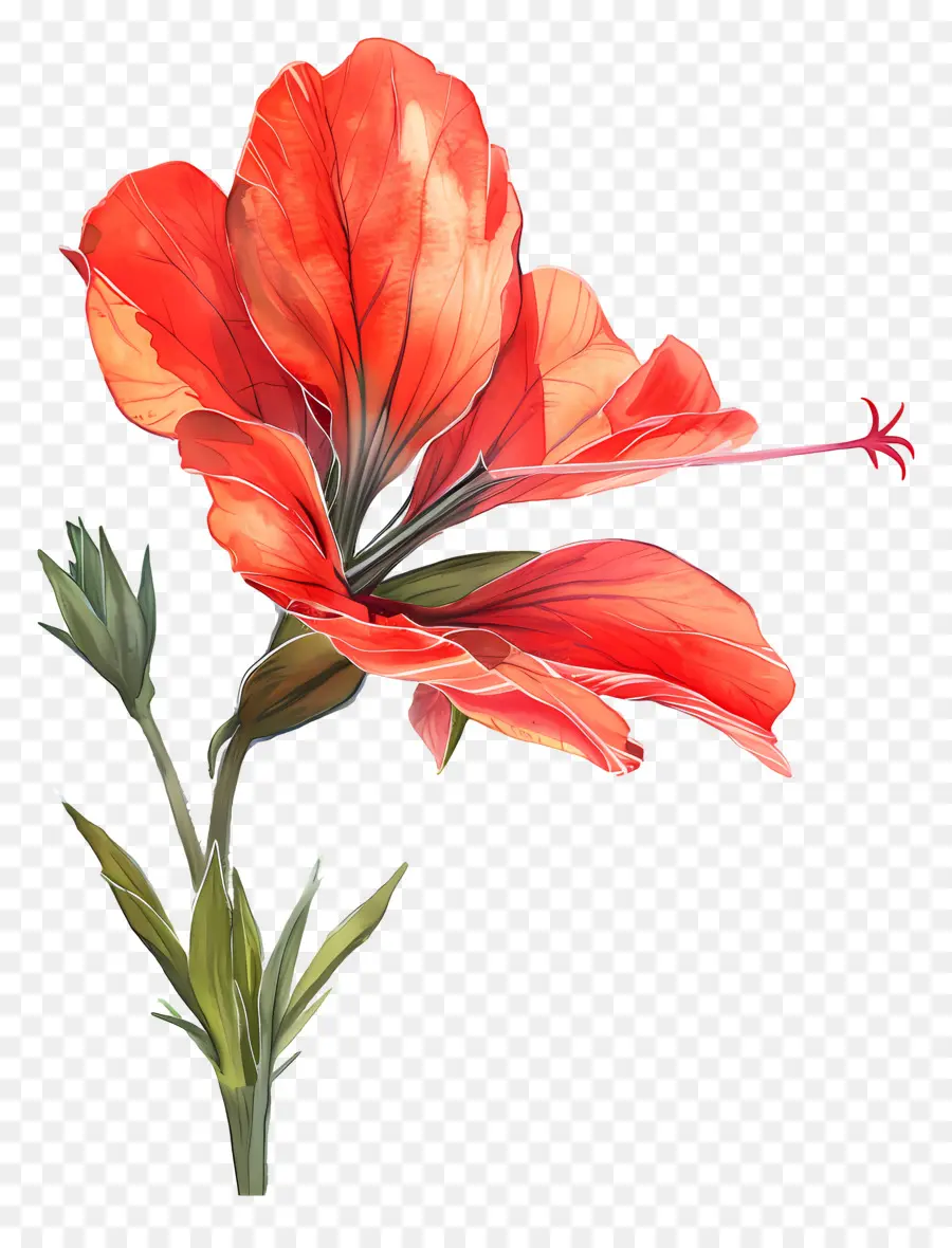 Acuarela De Flores，Las Flores De Color Rojo PNG