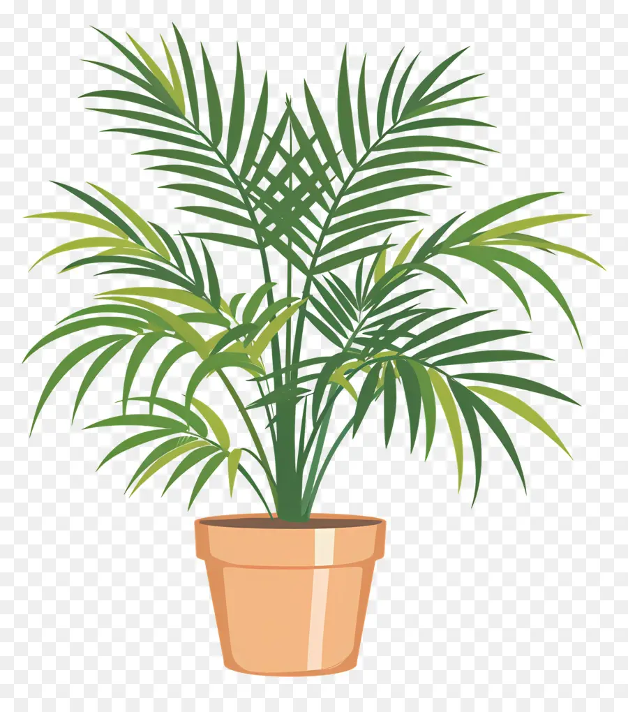 Palmera，Planta En Maceta PNG