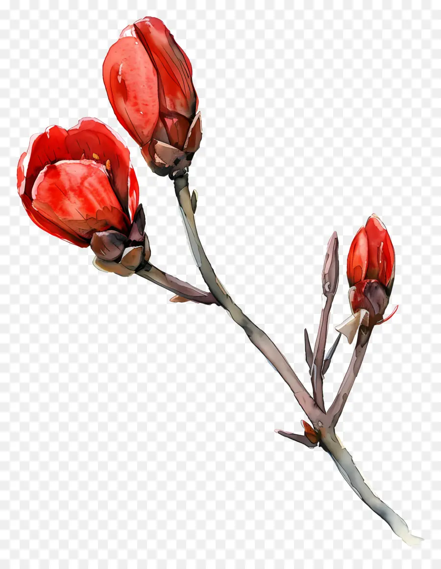 Acuarela De Flores，Las Flores De Color Rojo PNG