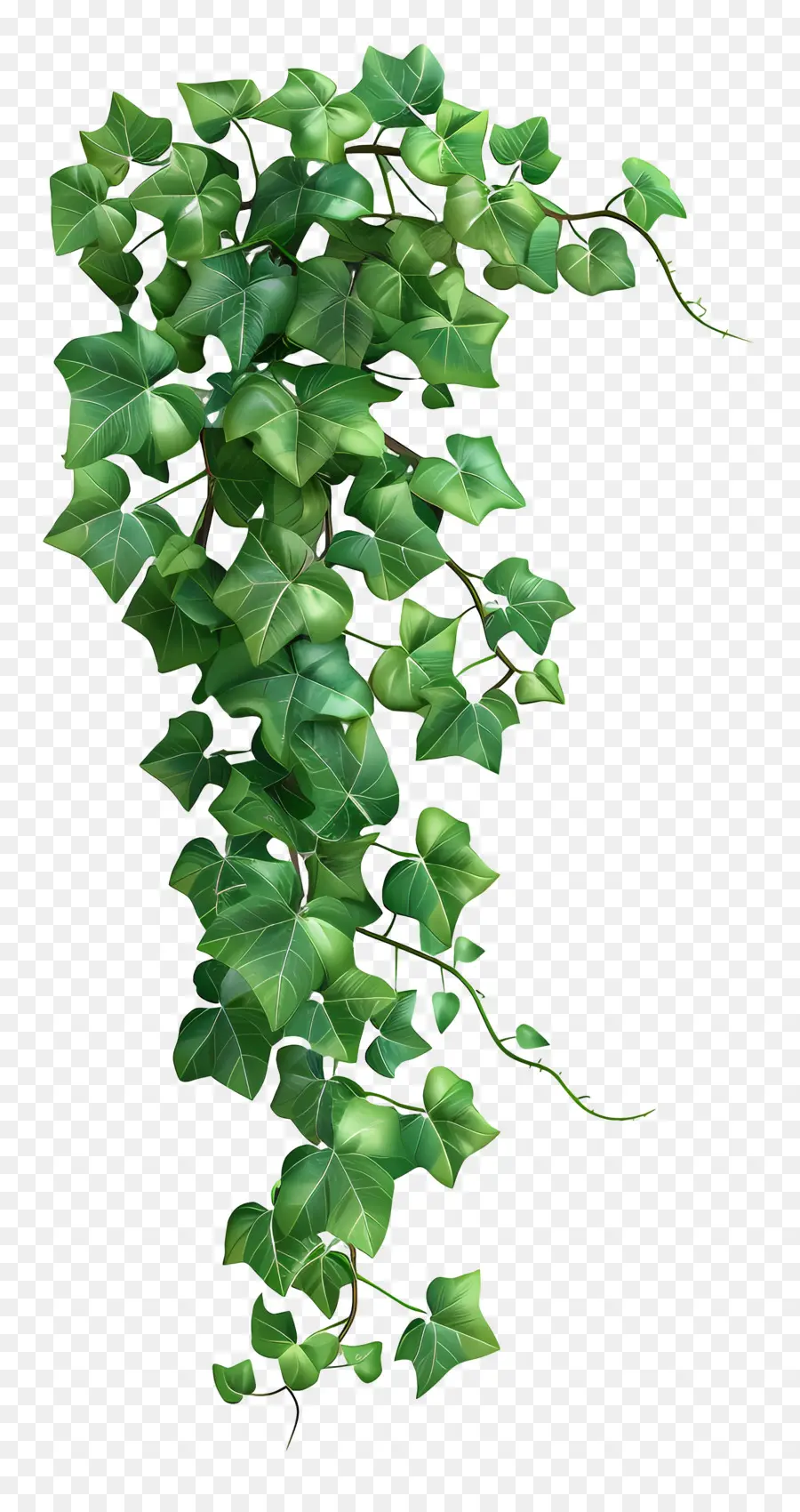 Vegetación，Ivy PNG