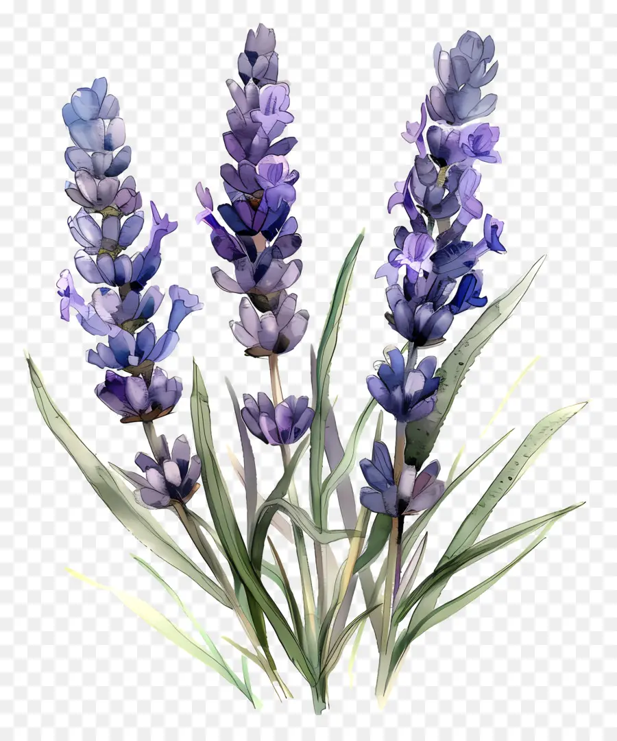 Inglés Lavanda，Las Flores De Lavanda PNG