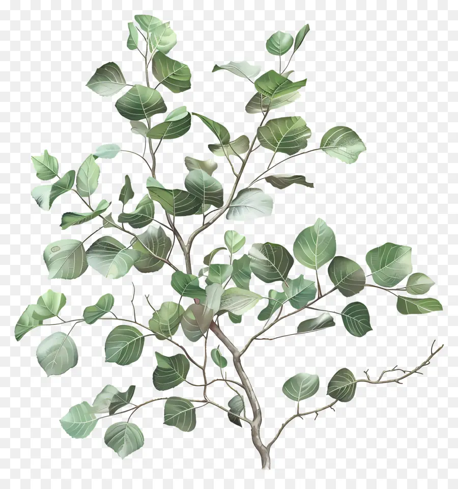 Populus Nigra，Rama De árbol Verde PNG