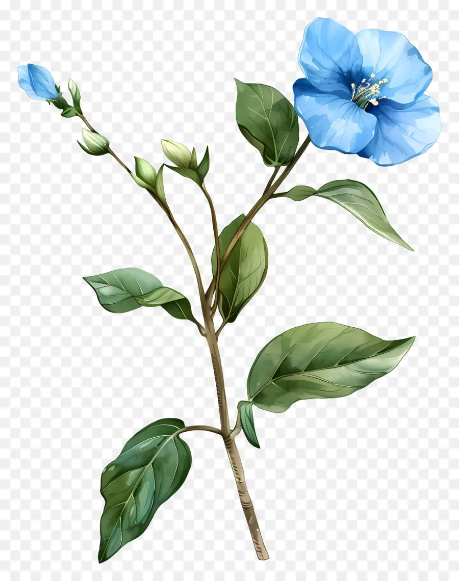 Acuarela De Flores，Flores De Color Azul PNG
