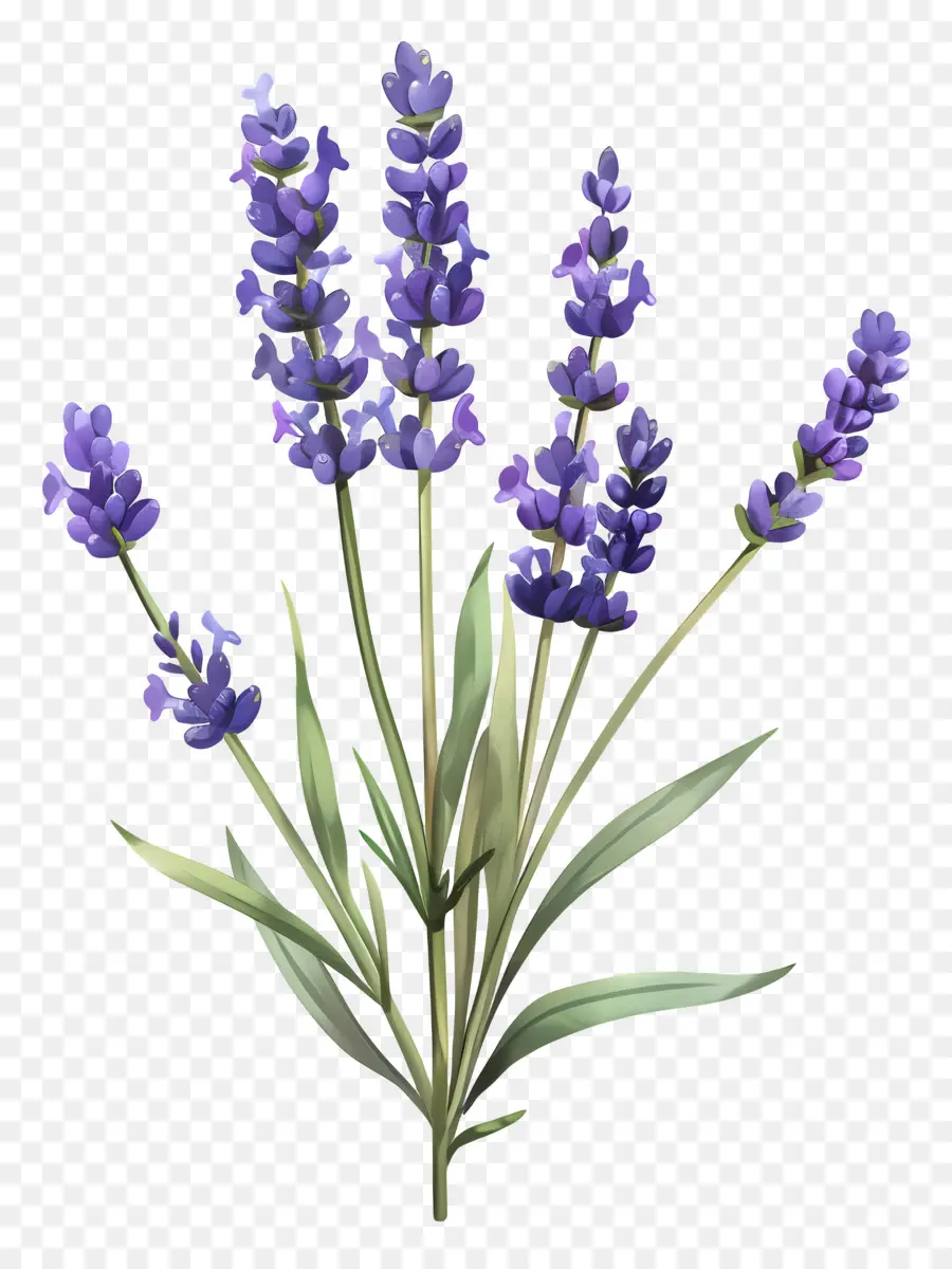 Lavanda Inglesa，Lavanda PNG