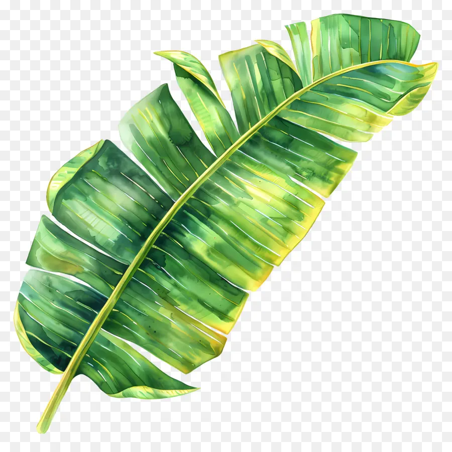 Hoja De Acuarela，Hojas Verdes PNG