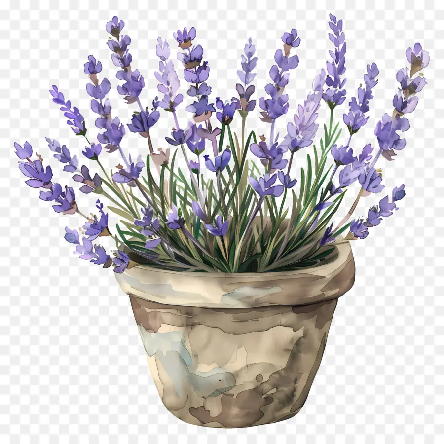 Las Flores De Lavanda，La Planta De La Lavanda PNG