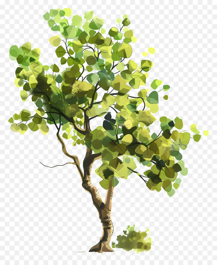 Populus Nigra，Árbol PNG