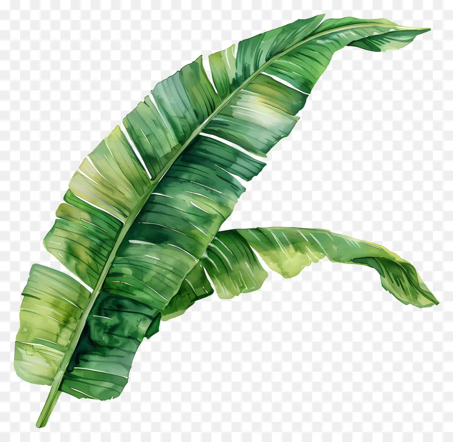 Acuarela De La Hoja，Hoja De Plátano PNG