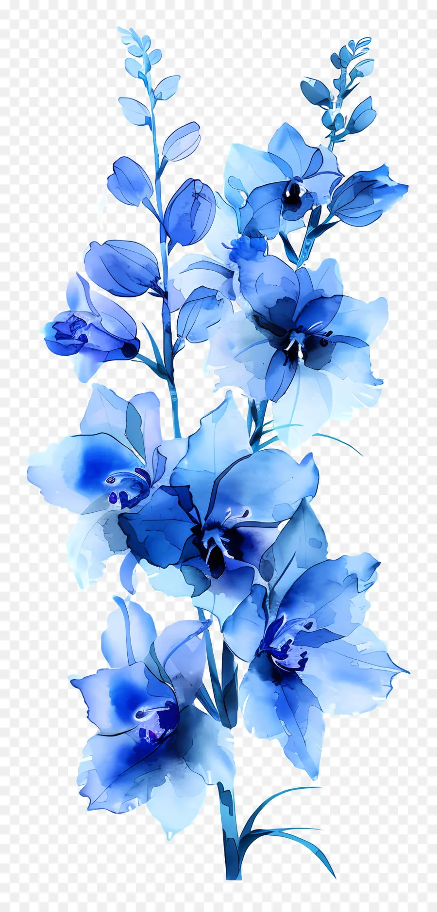 Espuela De Caballero，Hortensias Azules PNG