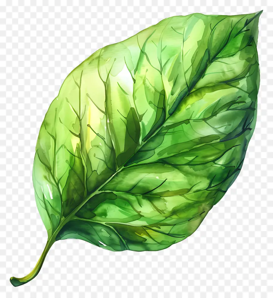 Hoja Verde Acuarela，Hojas Verdes PNG