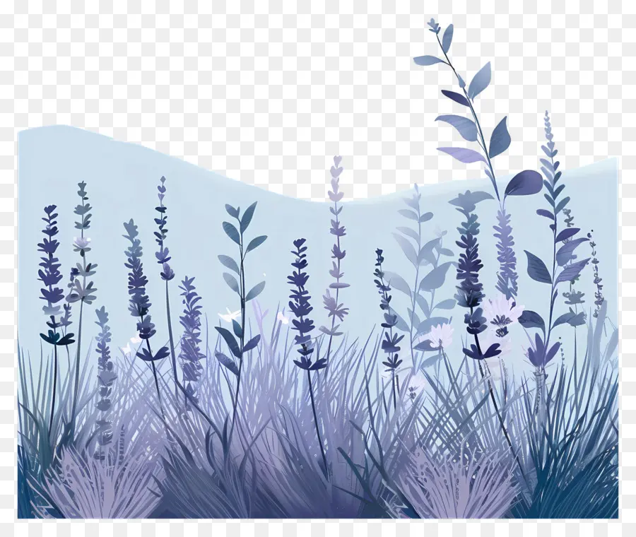 Paisaje De Lavanda，Plantas Moradas PNG