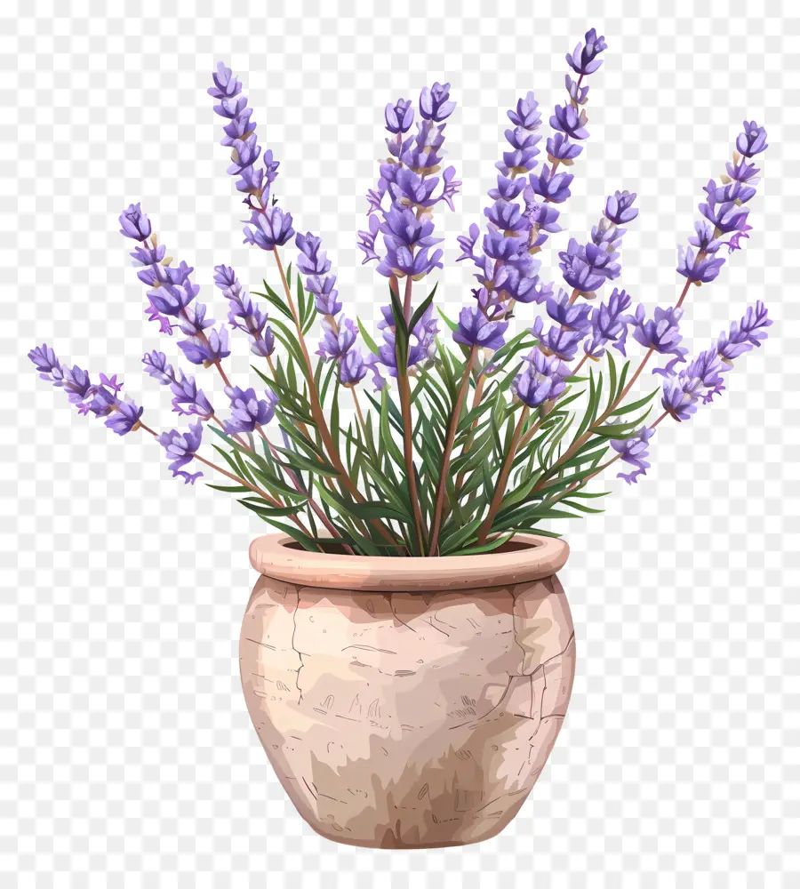 Flores De Lavanda，Planta De Lavanda PNG