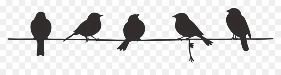 Pájaros Sentados En Una Línea，Aves PNG