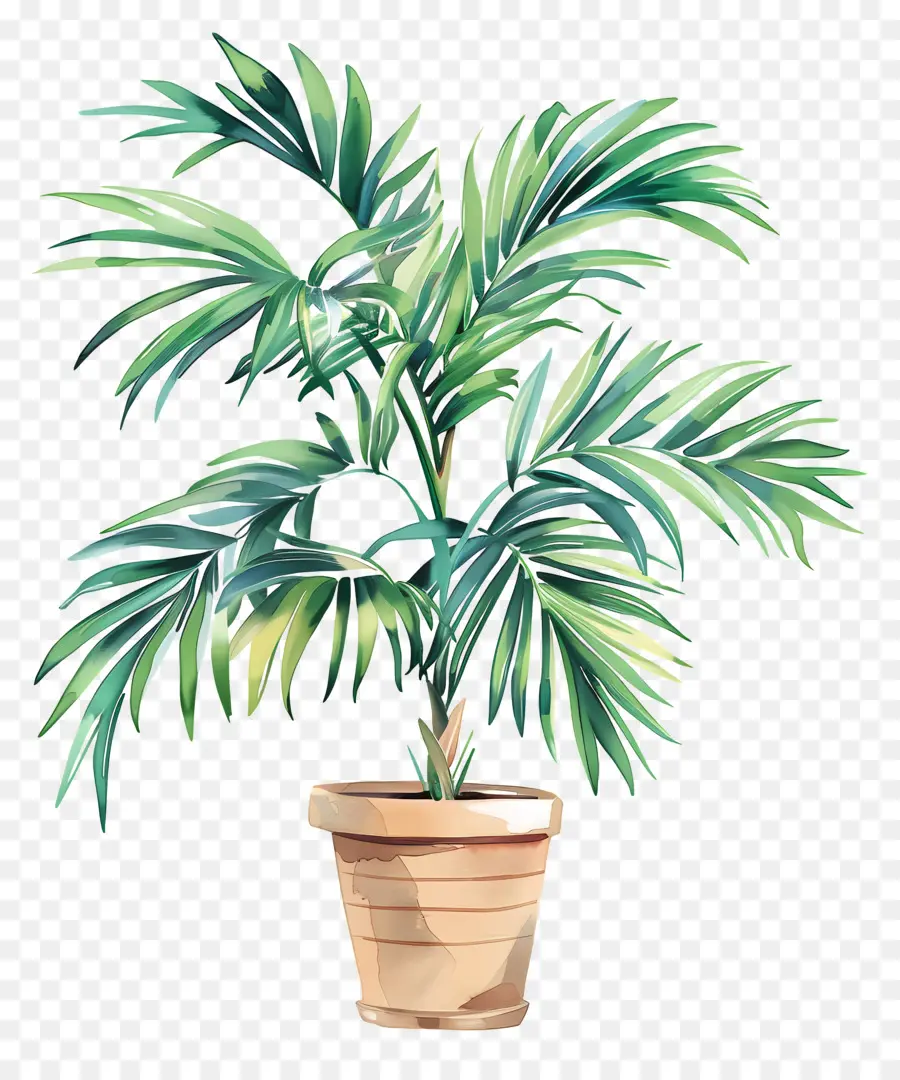 Palmera，Planta En Maceta Verde PNG