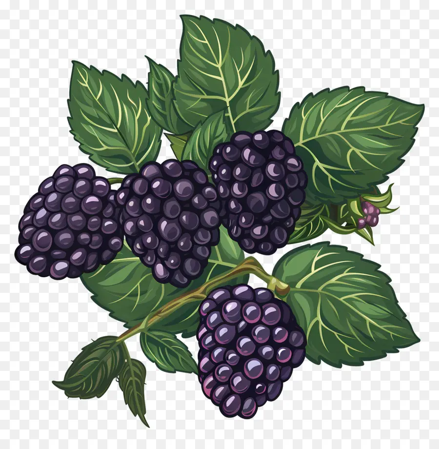 Blackberry，Moras PNG