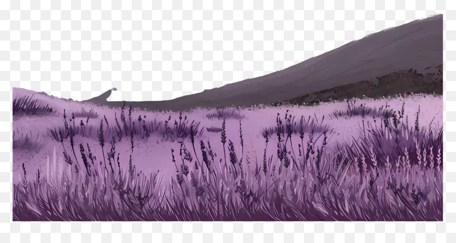 Paisaje De Lavanda，Campo De Hierba Alta PNG