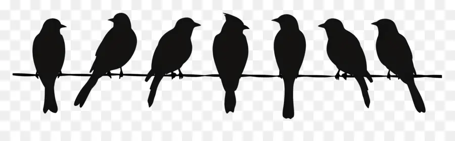 Pájaros Sentados En Una Línea，Aves PNG