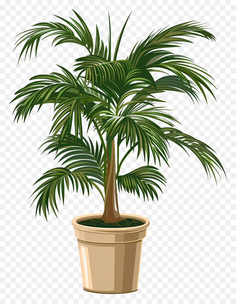 Palmera，Planta De Interior PNG