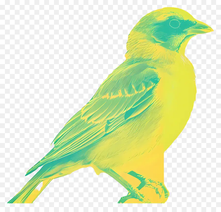 Aves，Aves De Dibujo PNG