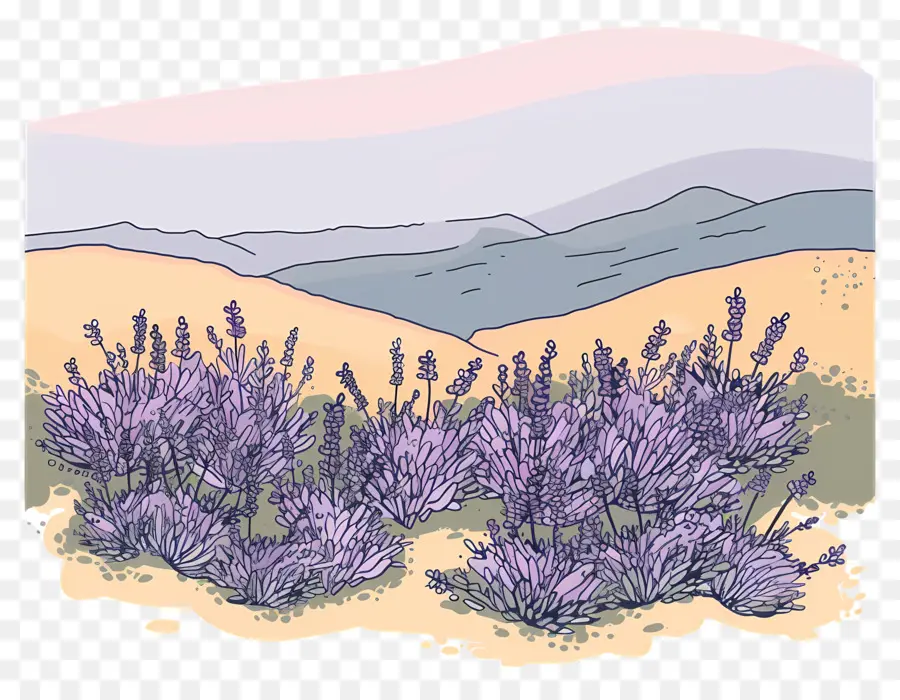 Paisaje De Lavanda，Las Flores De Lavanda PNG