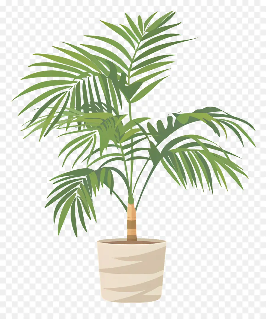 Palmera，Planta En Maceta PNG