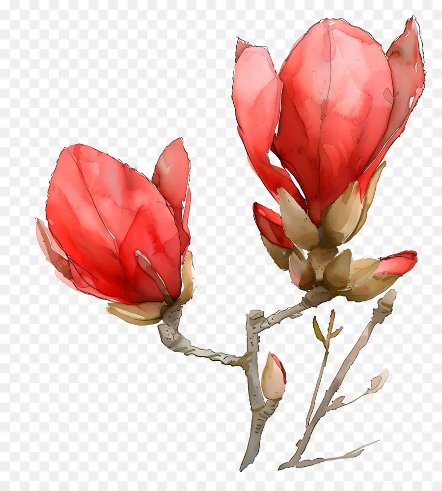 Flores De Acuarela，Flores Rojas PNG